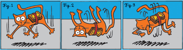 Buttered cat